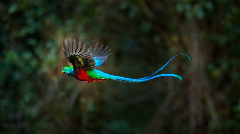 Resplendent Quetzal (Pharomachrus mocinno)